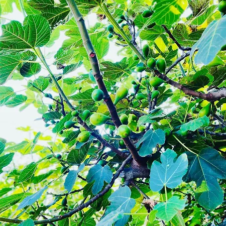 Tatil Evi The Farm House.23