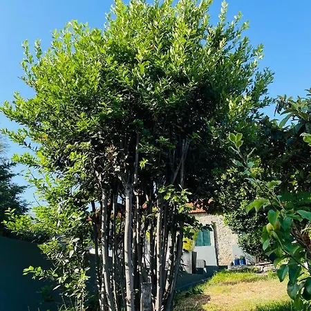 The Farm House.23 * 丰沙尔