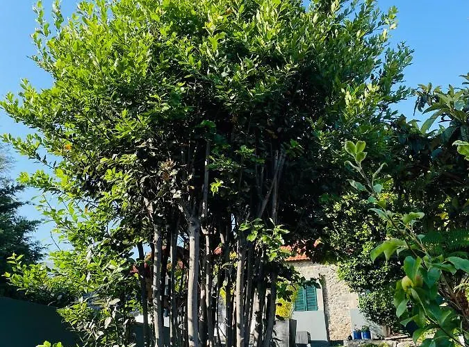 The Farm House.23 * 丰沙尔