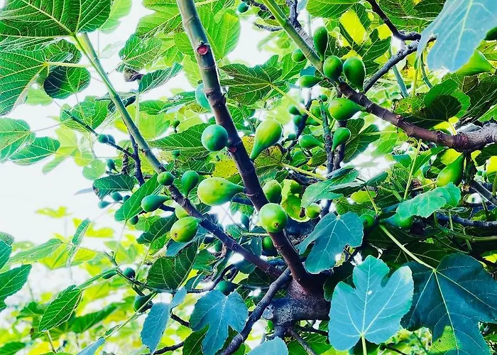 別荘 The Farm House.23